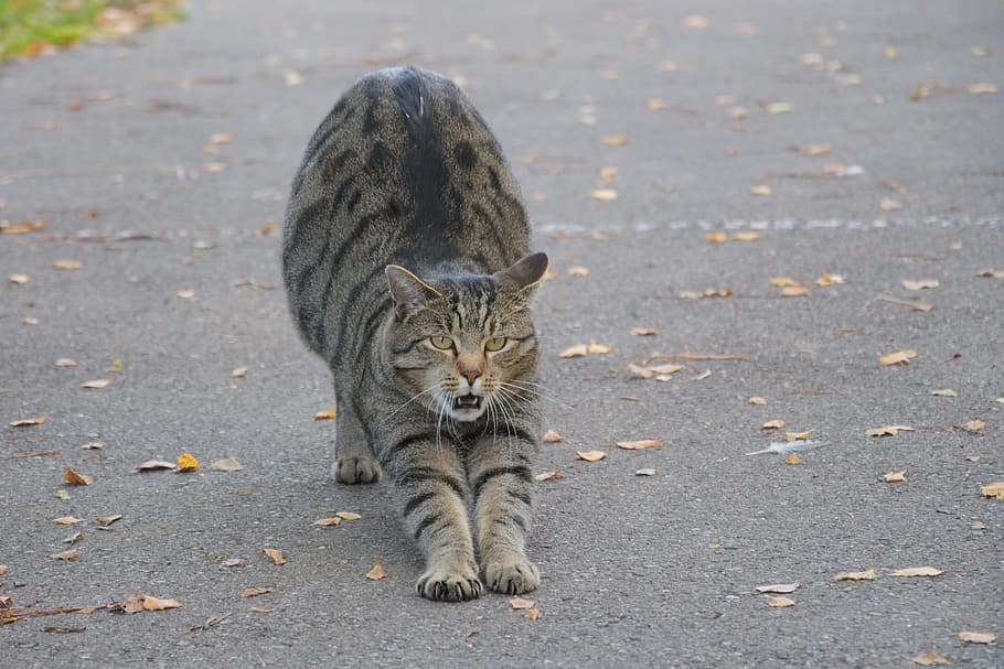 brown tabby cat on gray concrete pavement, Animals, Mackerel HD wallpaper
