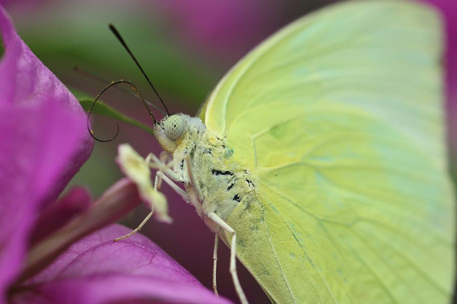 insect, macro, butterfly, animal themes, invertebrate, one animal HD wallpaper