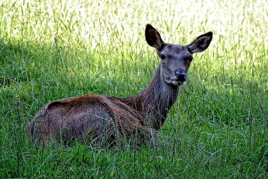 doe, red deer, wild, forest, forest animal, nature, animal world HD wallpaper