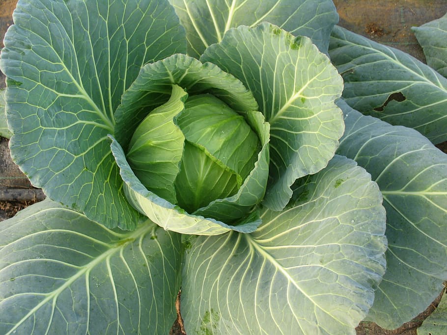flat-lay photography of cabbage, vegetables, plant, green, leaf HD wallpaper