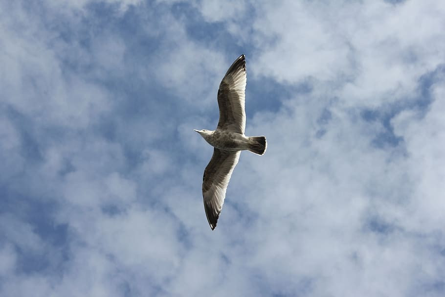 bird, flying, animals, wings, sky, dom, wild, feather, natural HD wallpaper