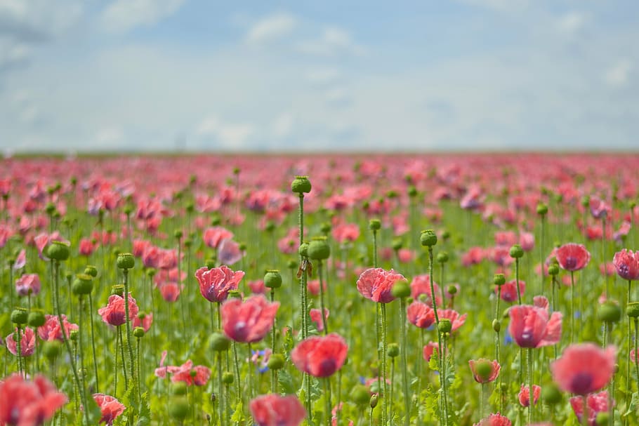 bed of pink poppy flowers, field of poppies, mohngewaechs, thriving mohnfeld, HD wallpaper