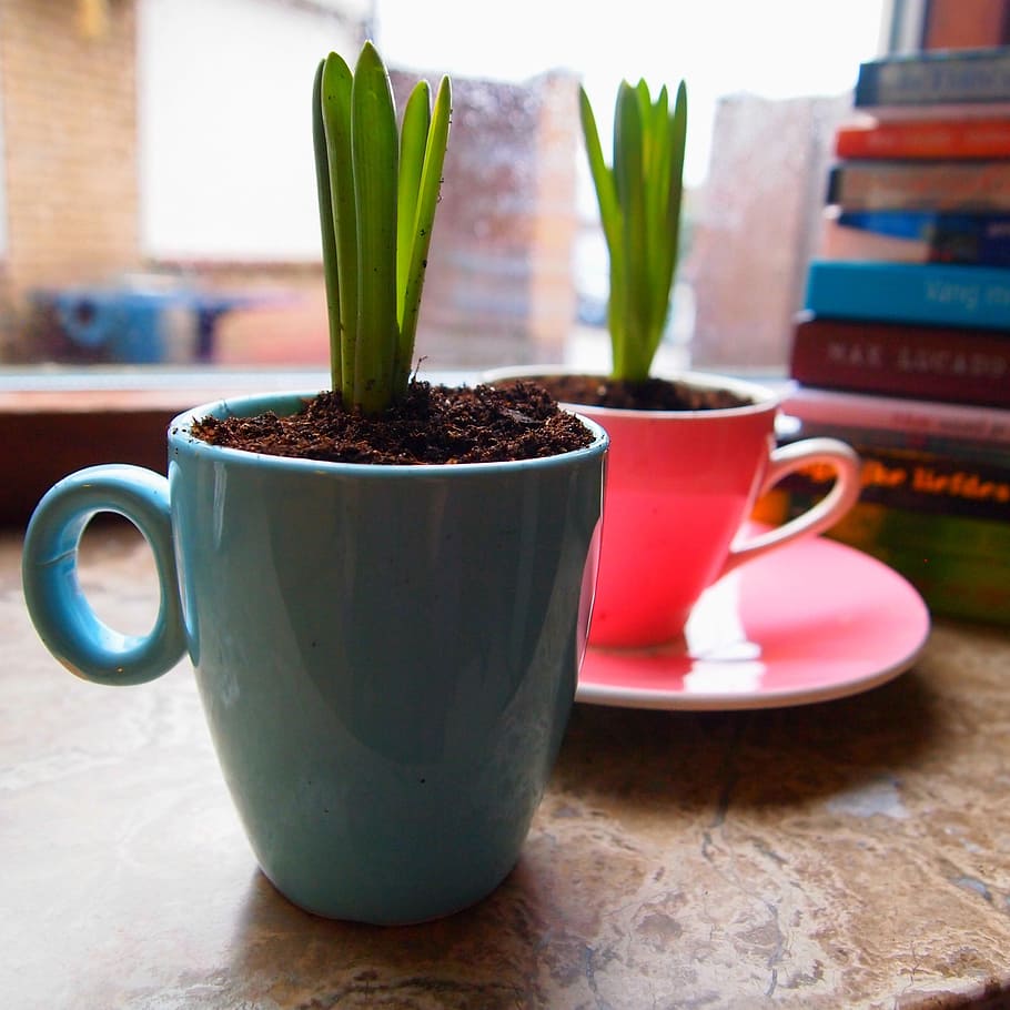 Spring, Flowers, Pink, Bloom, Bulbs, blue, cup of, window sill HD wallpaper