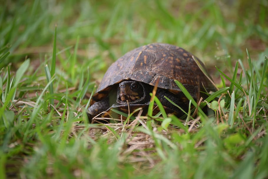turtle, nature, wildlife, animal, animal themes, one animal HD wallpaper