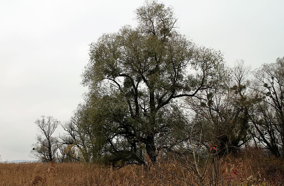 Nature, Tree, Mistletoe, trees, atmosphere, mood, autumn, rural scene HD wallpaper