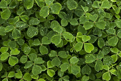 green plants during daytime, clover, leaf, white clover, saint HD wallpaper