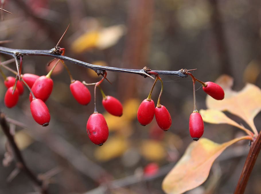red cherries in shallow focus photography, barberry, spikes, bush, HD wallpaper