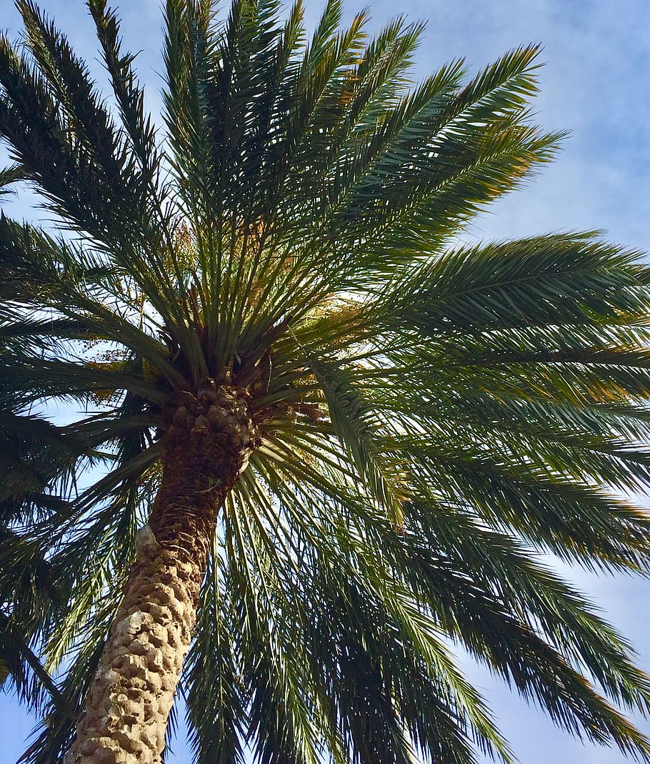 palm, tree, palm tree, tropical, nature, travel, plant, sky HD wallpaper