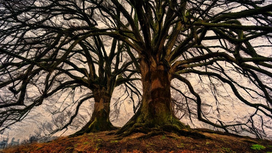 ent, treant, trees, bark, barks, face, faces, branch, branches HD wallpaper