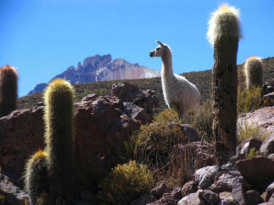 flame, bolivia, cactus, mountain, landscape, animal, long neck HD wallpaper