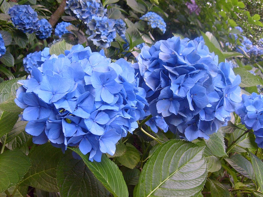 nature, flora, flower, garden, leaf, hydrangea, blooming, floral HD wallpaper