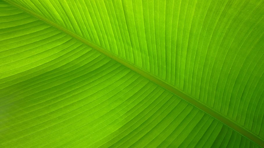 green leaf closeup photo, Banana Leaf, Lines, Fibers, Pattern HD wallpaper