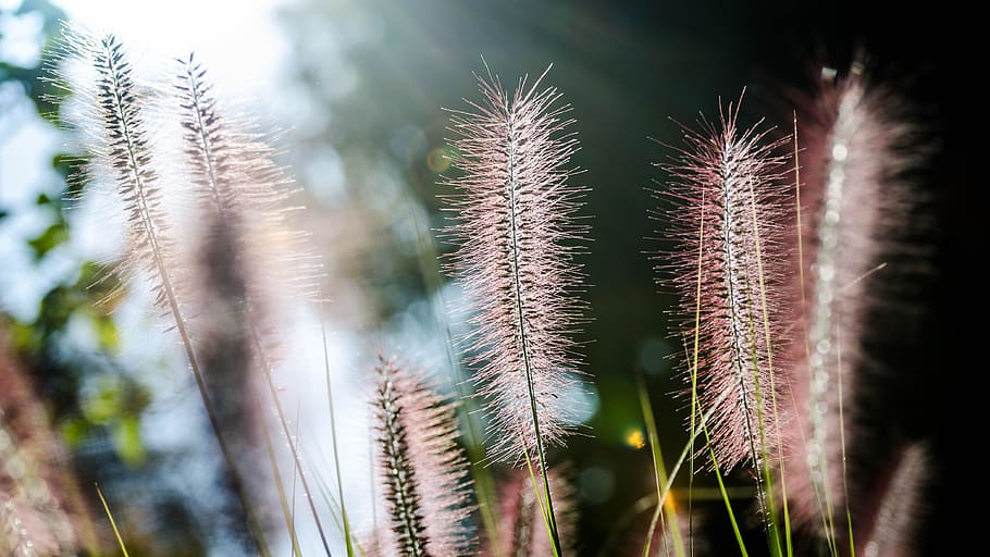 nature, flora, closeup, summer, outdoors, leaf, garden, beautiful HD wallpaper