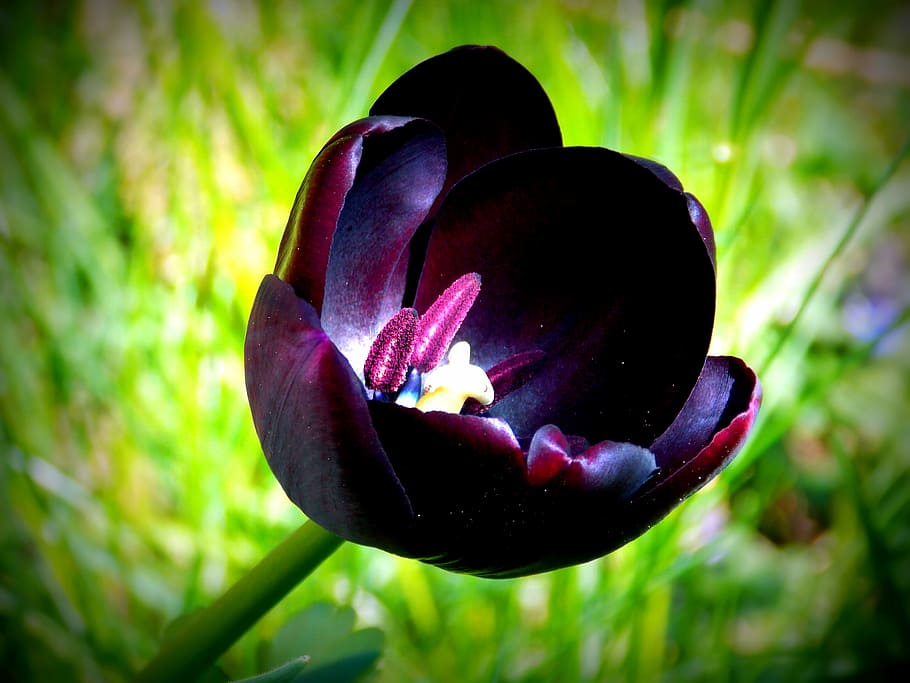 tulip, spring, spring flowers, purple, garden, garden flowers HD wallpaper
