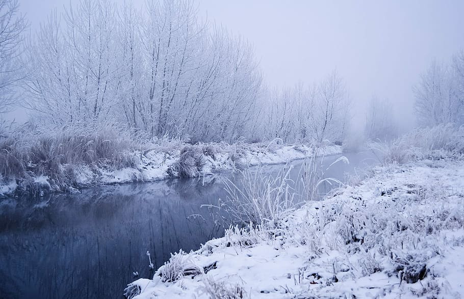 frozen swap photo, snow, winter, landscape, branches, grass HD wallpaper