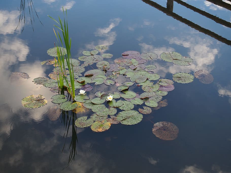 waterlilies, lagoon, reflection, plant, beauty in nature, flower HD wallpaper