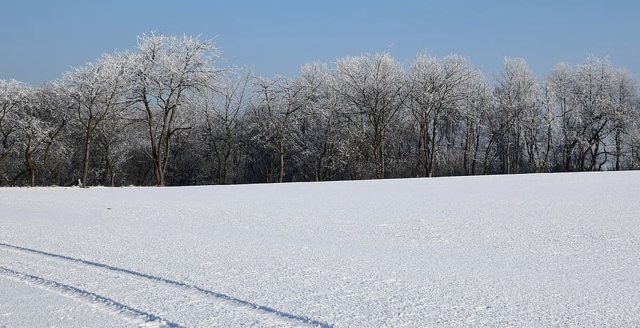 wintry, iced, winter mood, icy trees, snow, cold temperature HD wallpaper
