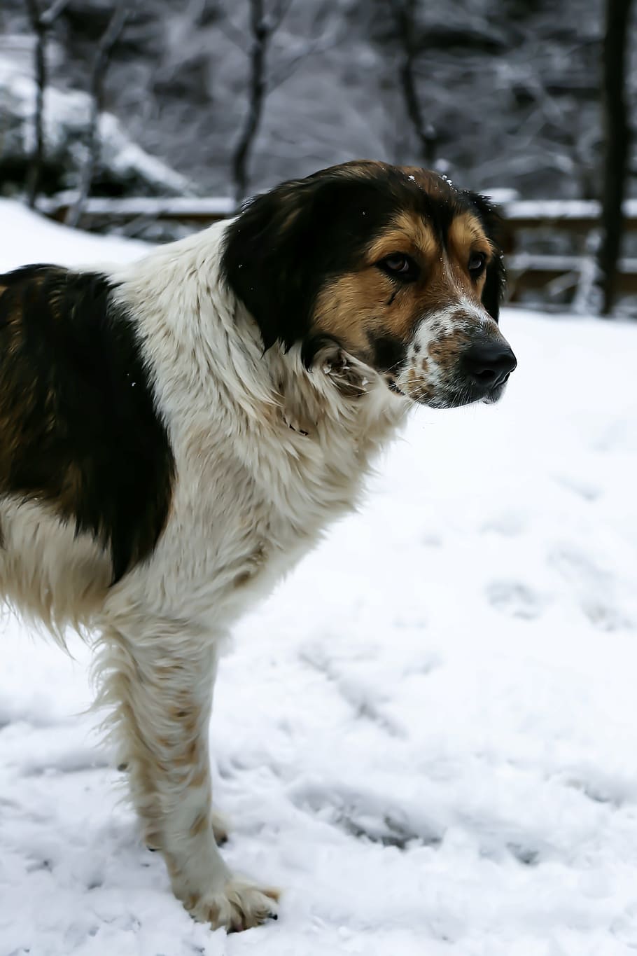 dog, snow, turkey, cold temperature, winter, pets, domestic HD wallpaper