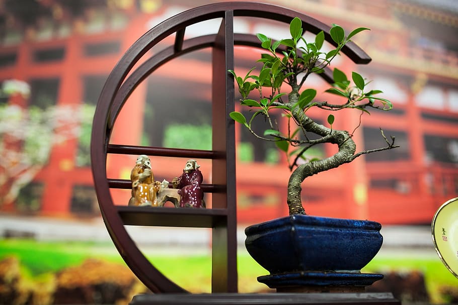 green leafed plant on brown wooden table, bonsai, japan, tree HD wallpaper