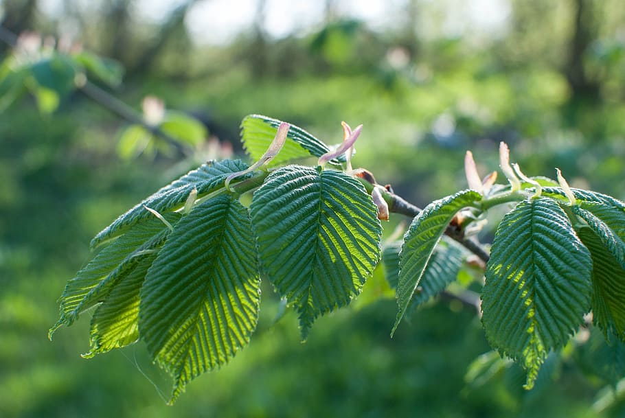 Leaves, Elm, Closeup, Fresh, green, plant, sheet, green leaves HD wallpaper