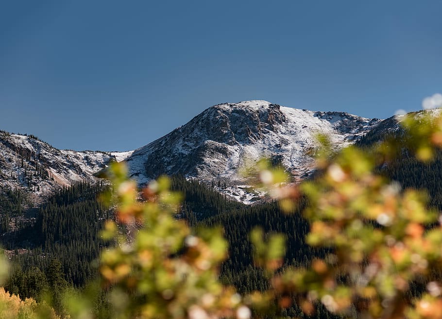 snowy mountain near green trees, mountains under blue sky, forest HD wallpaper