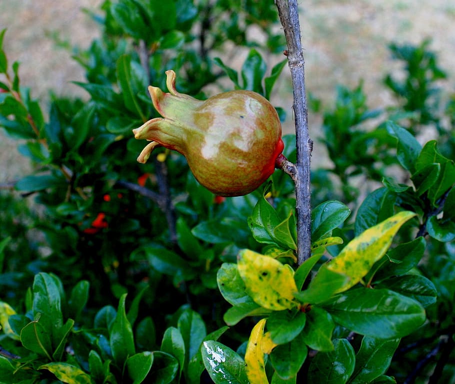 pomegranate, fruit, young, swollen, green, red tinting, stem HD wallpaper