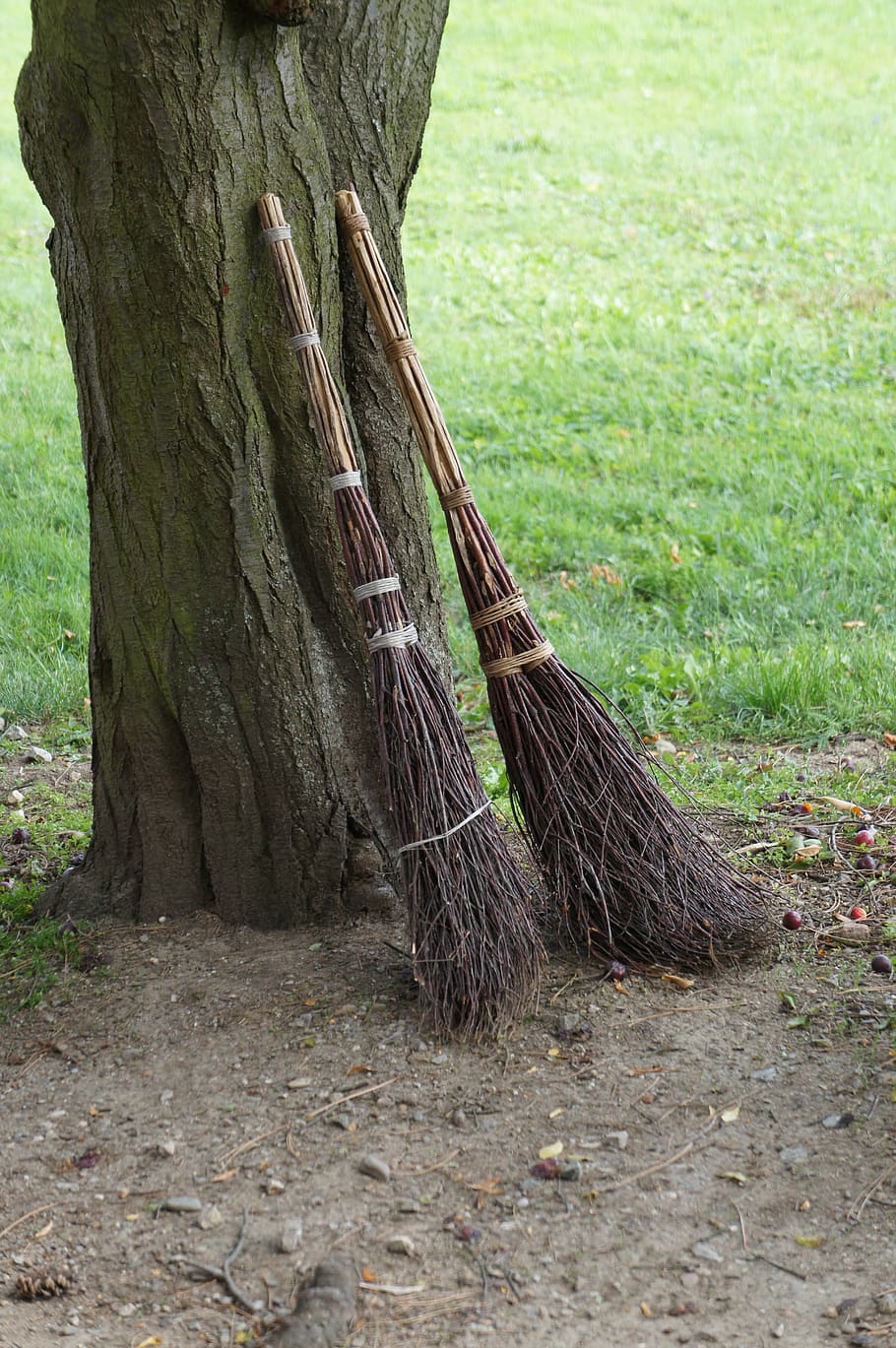 brooms, tree, grass, nature, outdoors, plant, tree trunk, land HD wallpaper