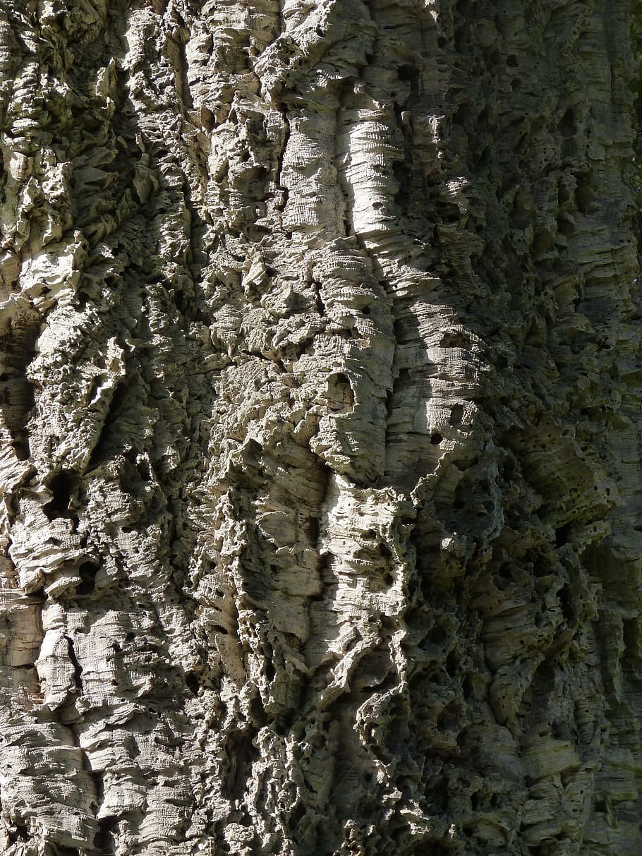 trunk, wood, texture, tree trunk, bark, trees, biomass, woods HD wallpaper