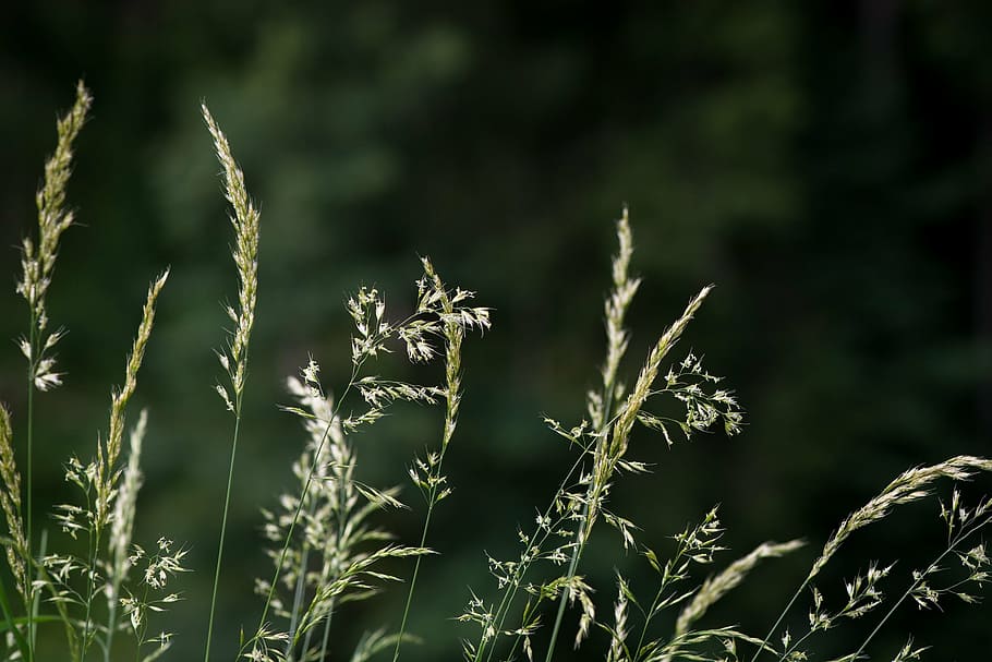grass, grasses, game grass, meadow, nature, plant, grass ear HD wallpaper