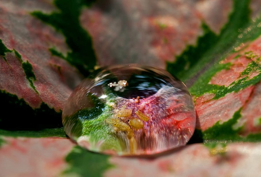 water, drop, insect, flower, macro, rain, microscopic, one animal HD wallpaper