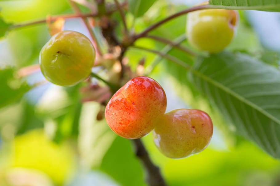 cherry, access, fruit, sunshine, garden, nature, plant, summer HD wallpaper
