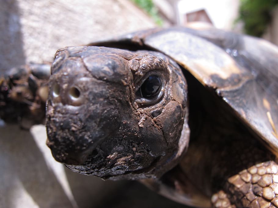 turtle, animal, tortoise, close-up, vertebrate, animal themes HD wallpaper