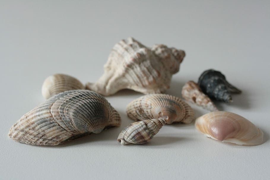 shells, sea, nature, summer, beach, holiday, holidays, studio shot HD wallpaper