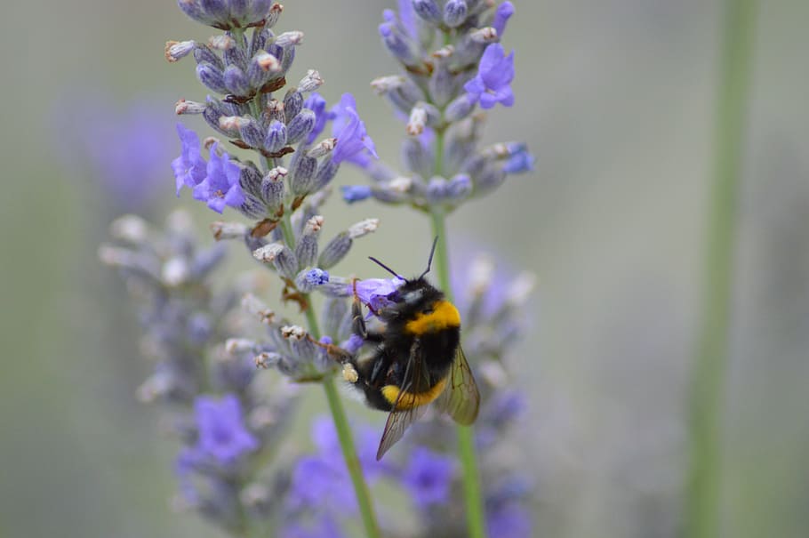 insect, flower, nature, bee, forage, garden, flowering plant HD wallpaper