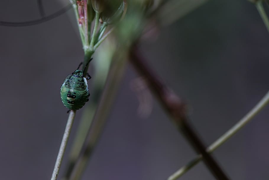 bug, plant, insect, macro, green, summer, nature, close-up HD wallpaper
