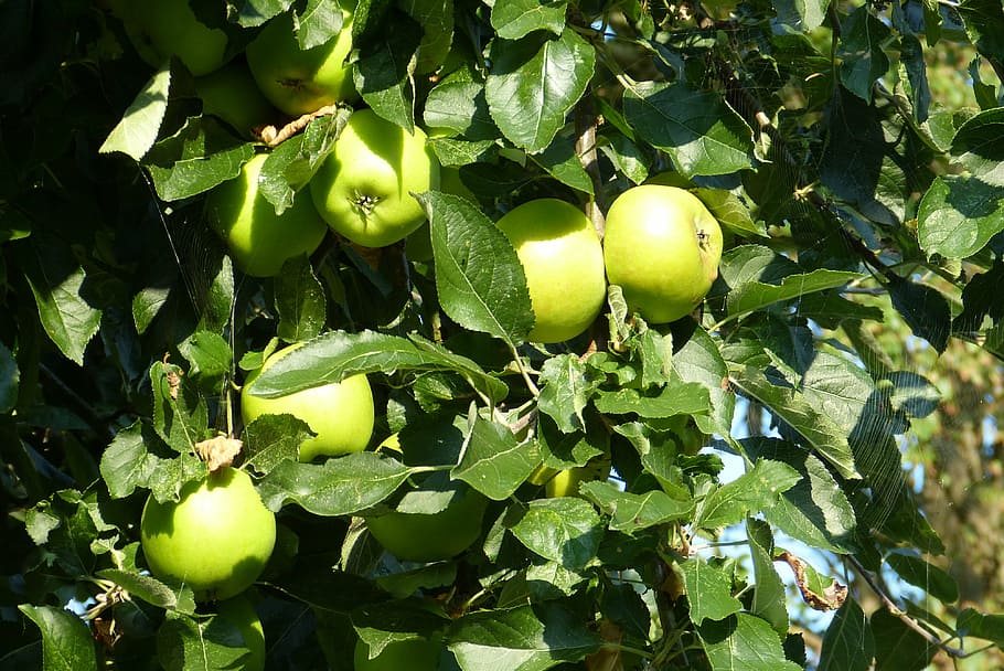 apple, apple tree, fruit, autumn, green apple, green color HD wallpaper