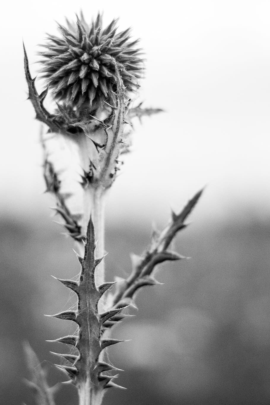 bw, flower, barb, needles, scratchy, nature, plant, close-up HD wallpaper
