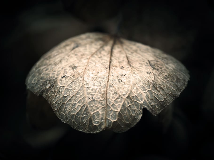 gray leaf in shallow focus lens, hydrangea, faded, withers HD wallpaper