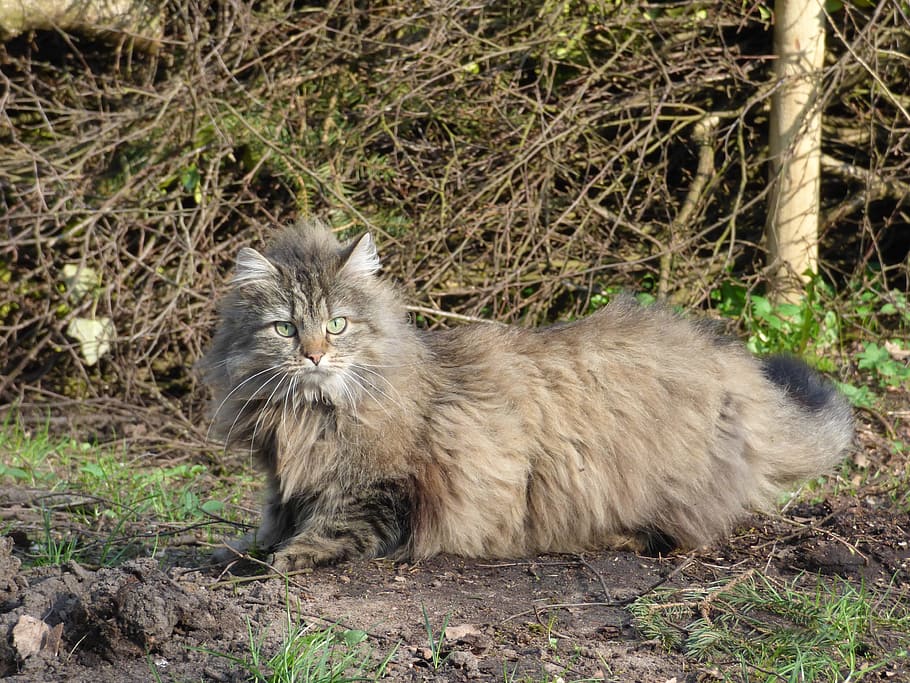 cat sitting on grass field, norwegian forest cat, long-haired cat