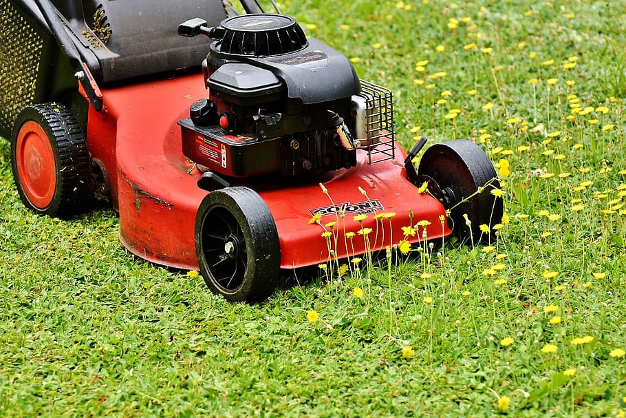 red and black push mower on green grass field, Lawn Mower, Lawn Mowing