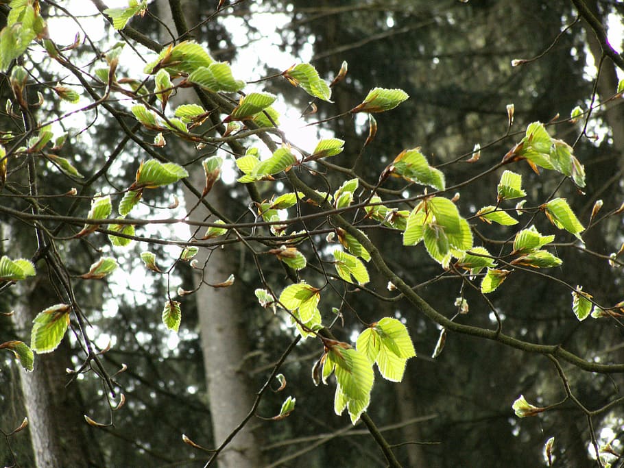 beech, young beech leaves, forest, tree, trees, spring, april HD wallpaper