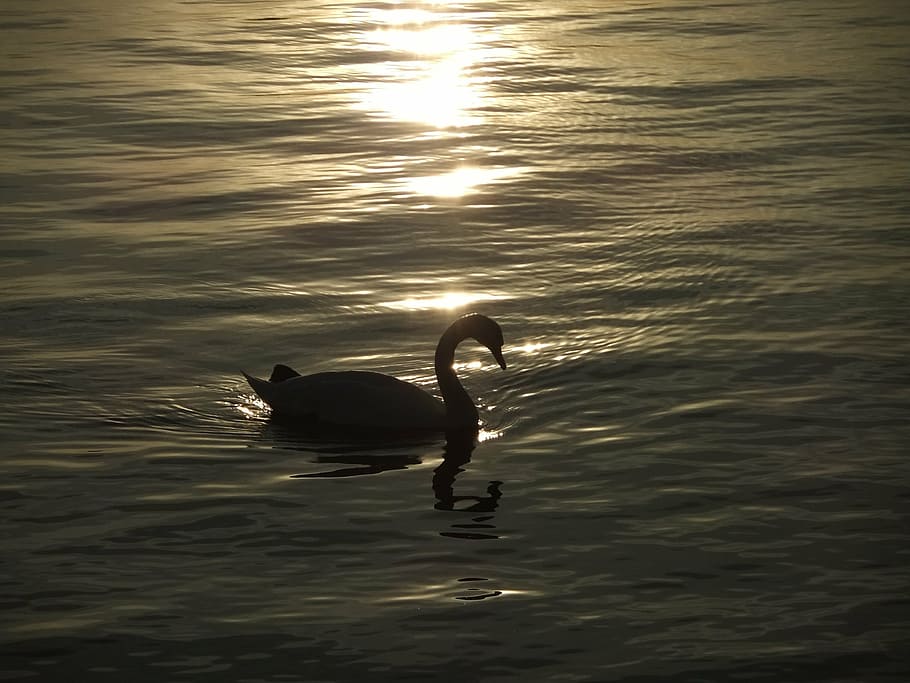 swan, pet, the evening sun, bird, nature, sunset, dawn, lake HD wallpaper
