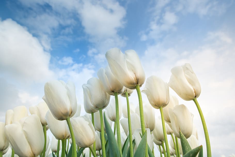 white, tulips, netherlands, spring, bloom, flowers, garden HD wallpaper