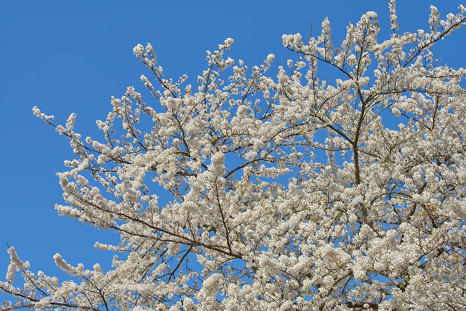 cherry, japan, spring, yoshino cherry tree, wood, plant, spring in japan HD wallpaper