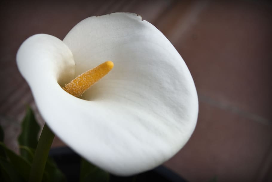 flower, nature, spring, plant, flowering plant, close-up, fragility HD wallpaper