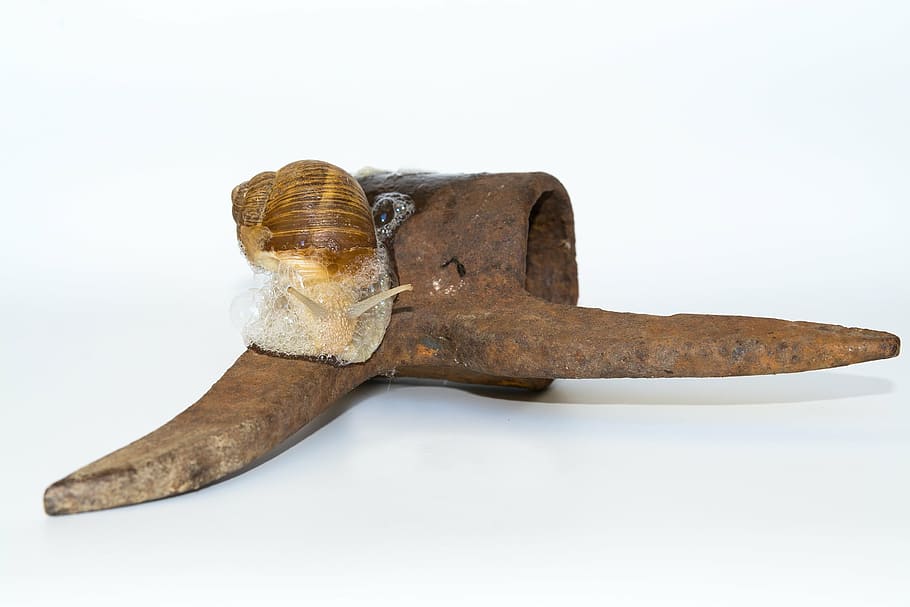 snail, shell, iron, rusty, animal, mollusk, crawl, slimy, mucus HD wallpaper