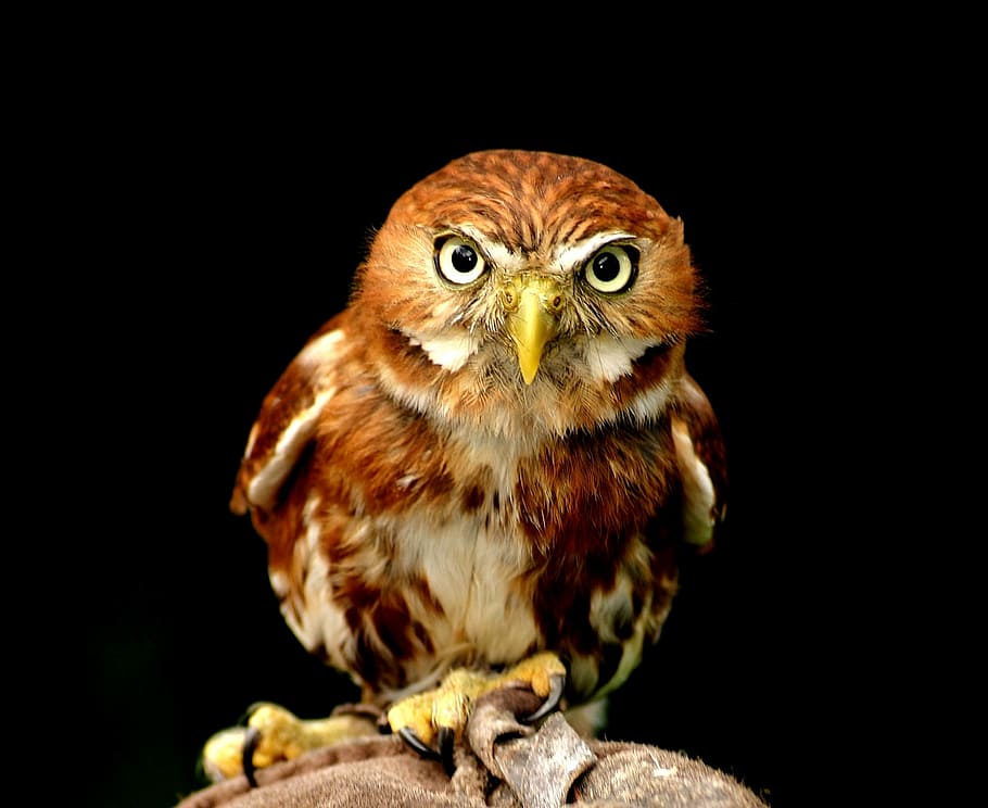 photo of owl, portrait, bird, animal world, night active, feather, HD wallpaper