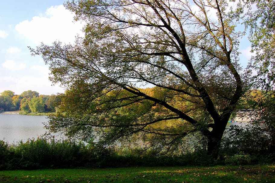 Lake, Tree, Meadow, autumn, windschief, smaller tree, leaves HD wallpaper
