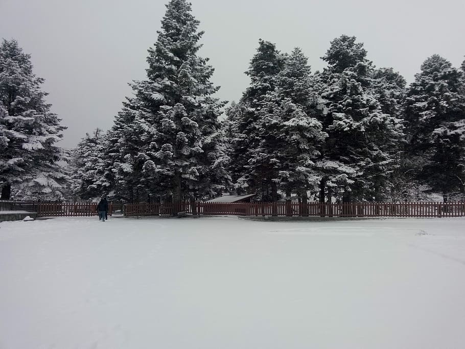 Snow, Tree, Winter, cold temperature, no people, scenics, plant HD wallpaper
