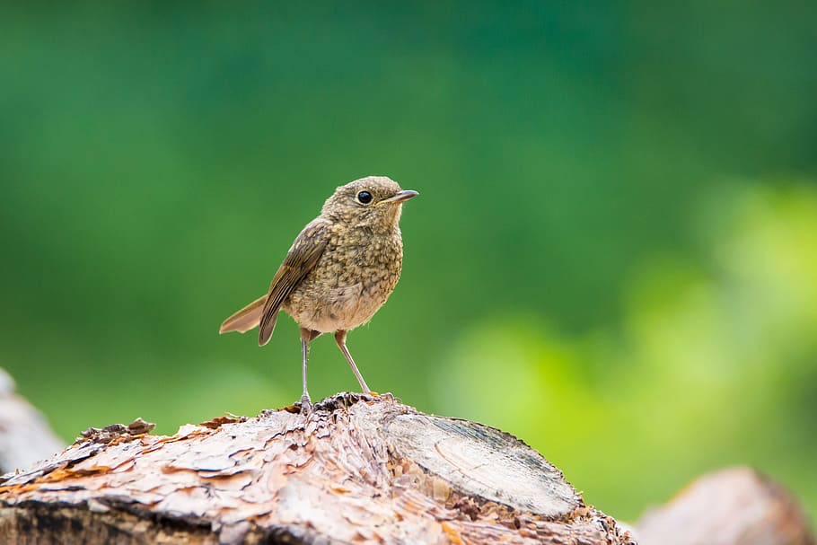 brown bird on brown wood log during daytime, Robin, Young, Small HD wallpaper